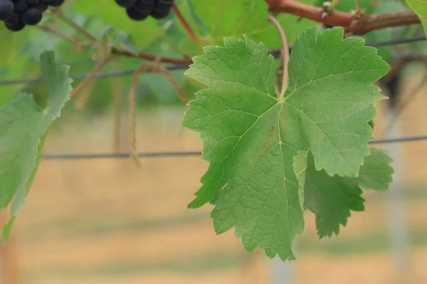 Uvas frescas em vinha — Fotografia de Stock