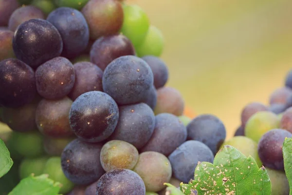 Uvas frescas em vinha — Fotografia de Stock