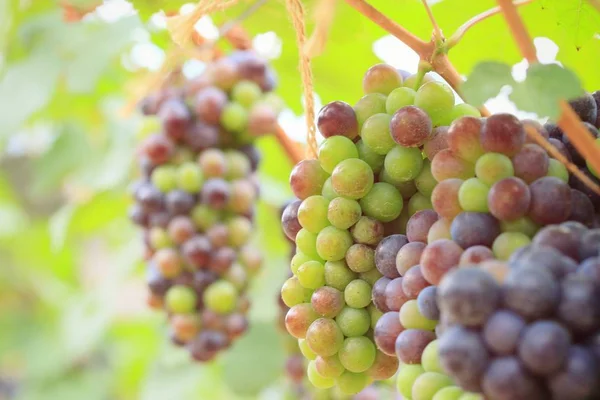 Uvas frescas em vinha — Fotografia de Stock