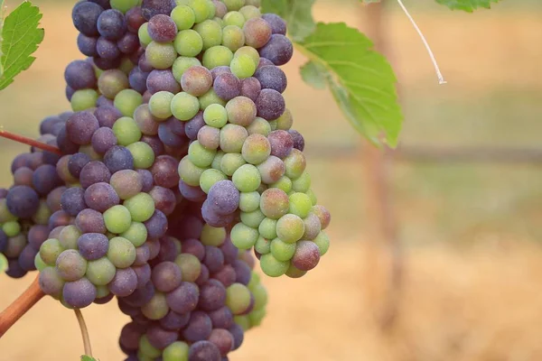 Uvas frescas em vinha — Fotografia de Stock