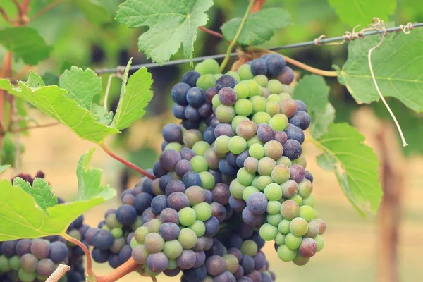 Uvas frescas em vinha — Fotografia de Stock