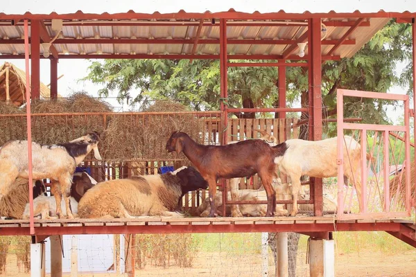 Ovejas en la granja —  Fotos de Stock