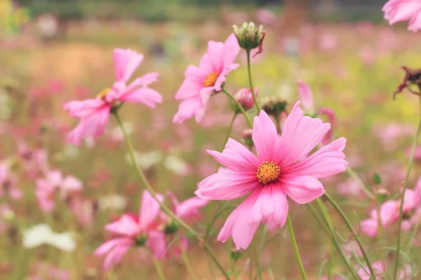 Fields cosmos flowers in nature — Stock Photo, Image