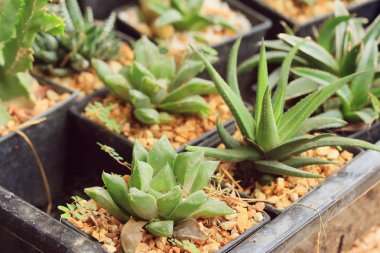 doğada küçük kaktüs