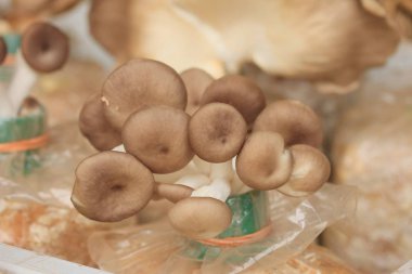 Mantar veya Ganoderma Lucidium