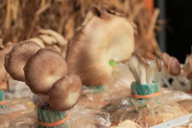 Mantar veya Ganoderma Lucidium