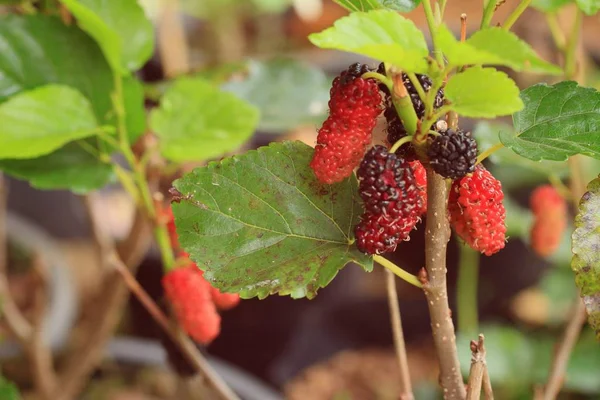 Mulberry trees in nature — Stock Photo, Image