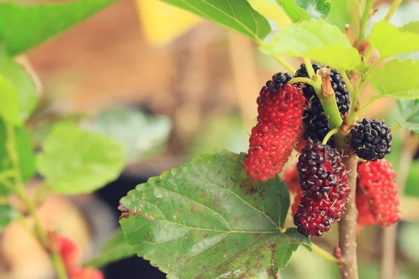 Mulberry trees in nature — Stock Photo, Image