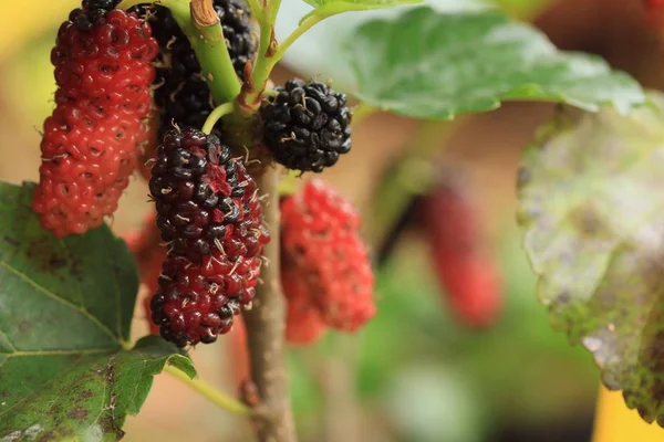 Mulberry trees in nature — Stock Photo, Image