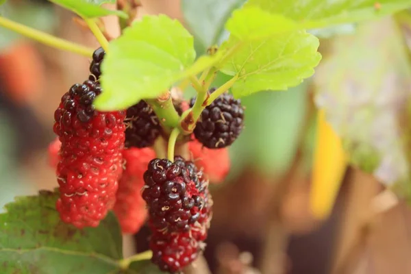 Mulberry trees in nature — Stock Photo, Image