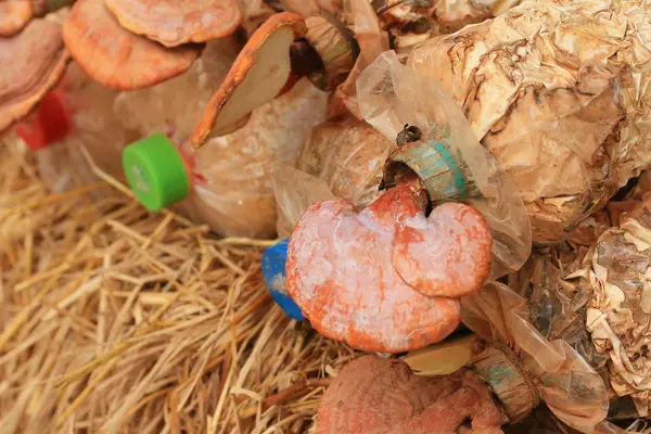 Houby nebo Ganoderma lucidum — Stock fotografie