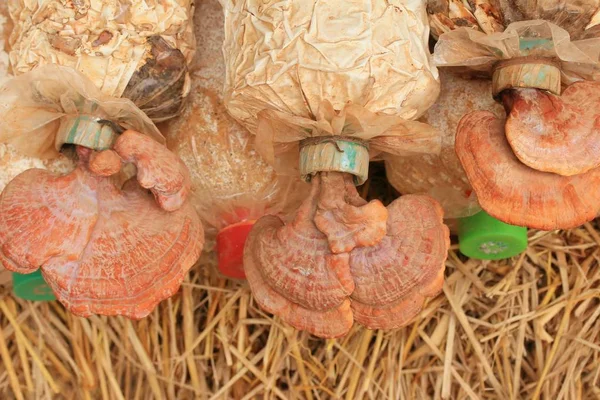 Cogumelo ou Ganoderma lucidum — Fotografia de Stock