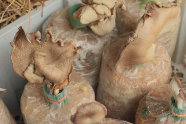 Mantar veya Ganoderma Lucidium