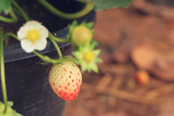 Fraisier dans la nature — Photo