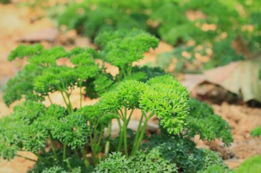 yeşil maydanoz bitki bitki