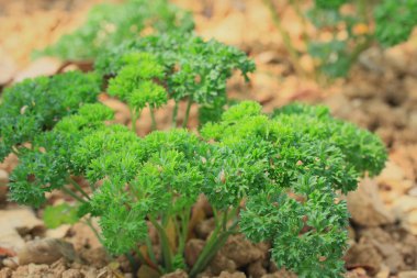 yeşil maydanoz bitki bitki