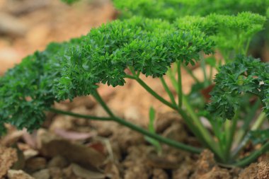 yeşil maydanoz bitki bitki