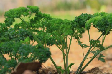 yeşil maydanoz bitki bitki