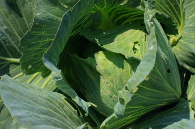 yeşil baş lahana bitki