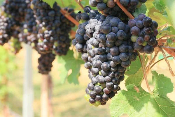 Uvas frescas em vinha — Fotografia de Stock