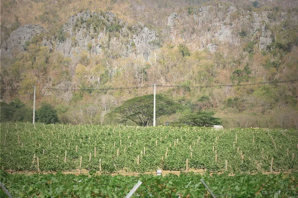 Bağ taze üzüm — Stok fotoğraf