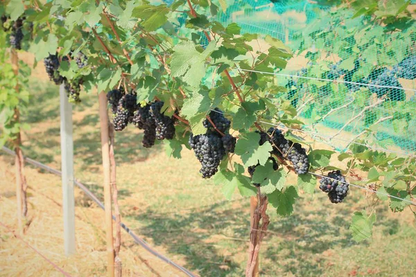 Fresh grapes in vineyard — Stock Photo, Image