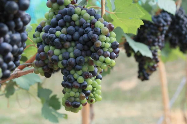 Uvas frescas em vinha — Fotografia de Stock