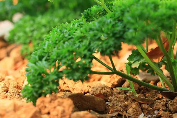 パセリの緑植物ハーブ — ストック写真