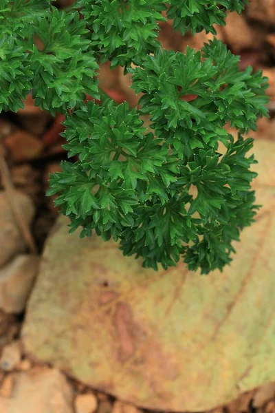 Zelená petržel rostlin bylina — Stock fotografie
