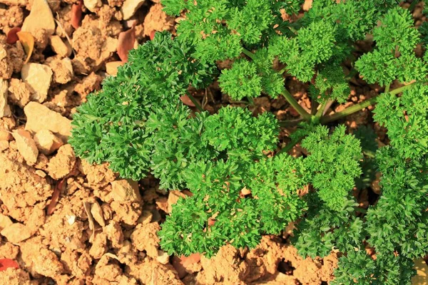 Yeşil maydanoz bitki bitki — Stok fotoğraf