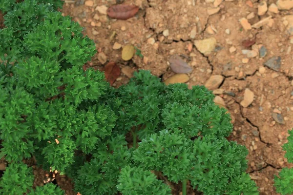 Erba verde della pianta del prezzemolo — Foto Stock