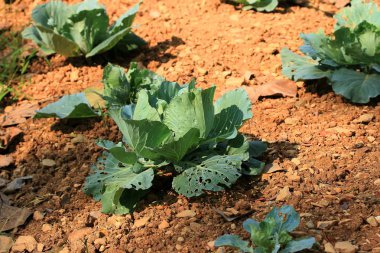 yeşil baş lahana bitki