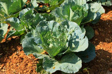 yeşil baş lahana bitki