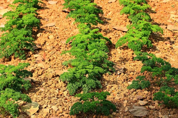 Perejil verde planta hierba —  Fotos de Stock