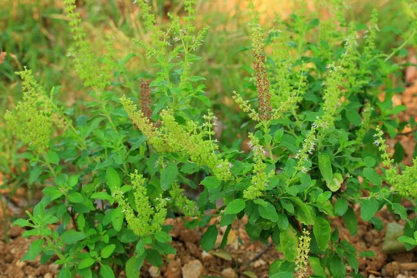 La albahaca en la naturaleza —  Fotos de Stock