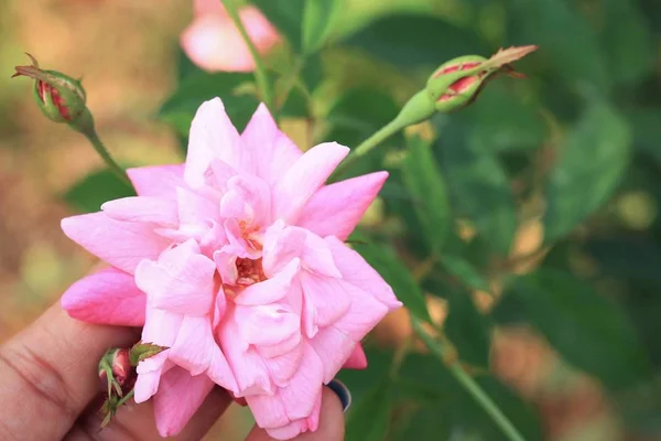 Rosa rosa en la naturaleza —  Fotos de Stock