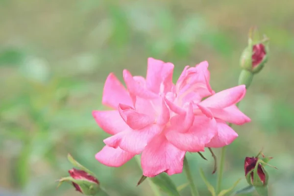 Rosa rosa in natura — Foto Stock