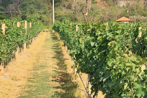 Uvas frescas en el viñedo — Foto de Stock