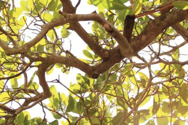 Ağaç dalı doğada