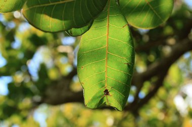 Doğada Yeşil Yapraklar