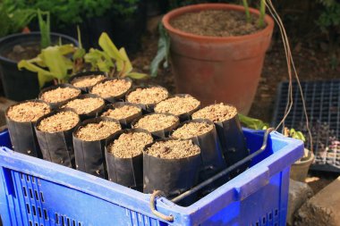 İnsanlar Fidan Dikim