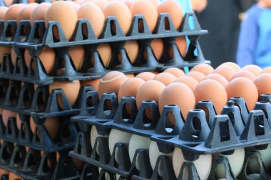 kahverengi yumurta çiftliği