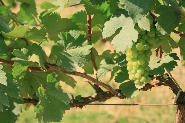 Fresh grapes in vineyard — Stock Photo, Image