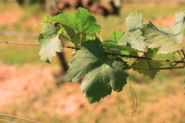 Свіжий виноград у винограднику — стокове фото