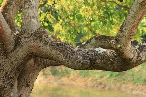 De vertakking van de beslissingsstructuur in de natuur — Stockfoto