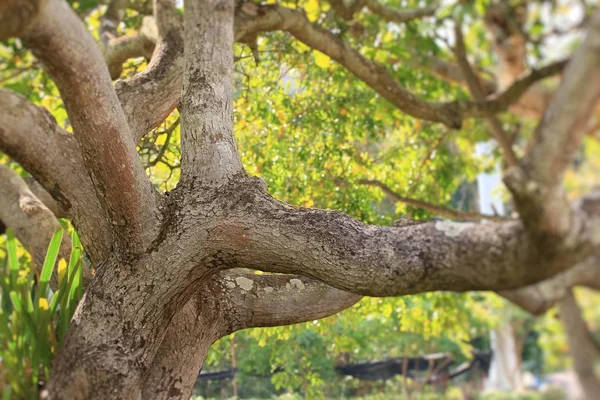 Ramo d'albero in natura — Foto Stock