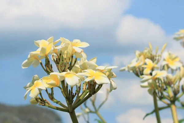 Plumeria flores en la naturaleza — Foto de Stock