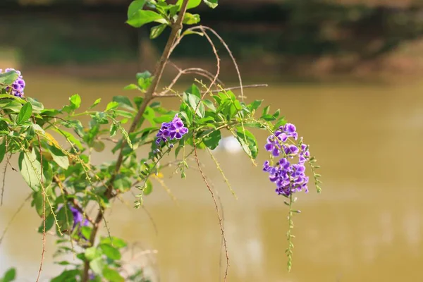 Flores del cielo en la naturaleza — Foto de Stock