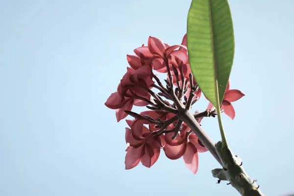 Plumeria flor na natureza — Fotografia de Stock