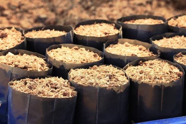 The soil for seedlings — Stock Photo, Image